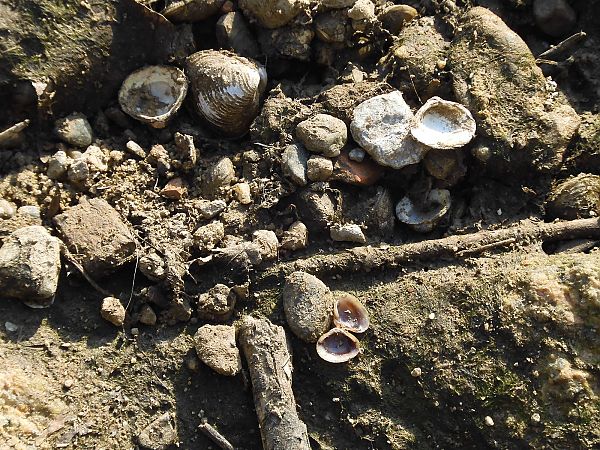 Corbicula fluminea  - Maria Rita Gelso