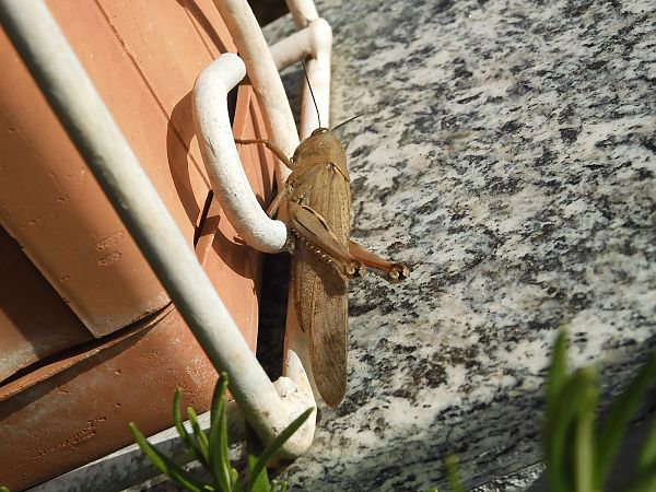 Anacridium aegyptium  - Maria Rita Gelso