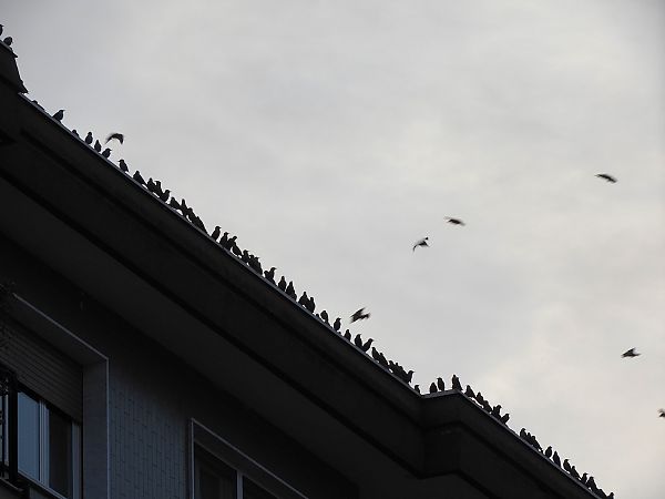 Storno  - Maria Rita Gelso