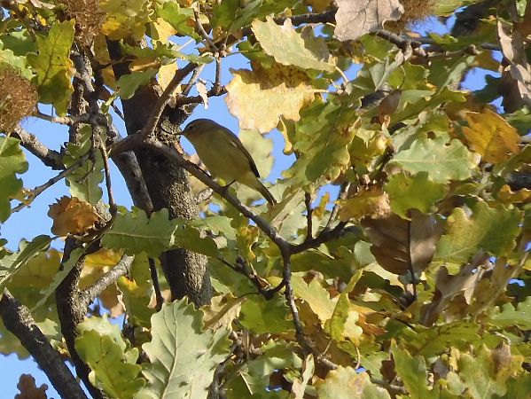 Luì piccolo  - Maria Rita Gelso