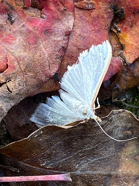 Palpita vitrealis  - Maria Rita Gelso