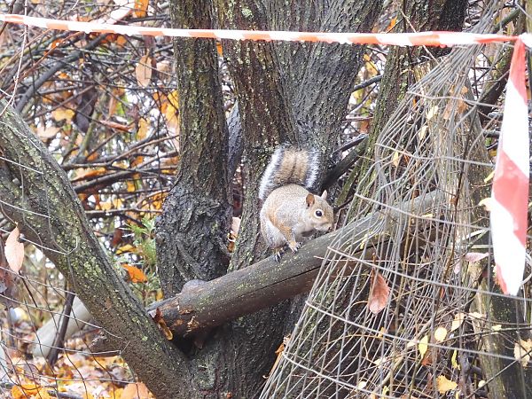 Scoiattolo grigio  - Maria Rita Gelso