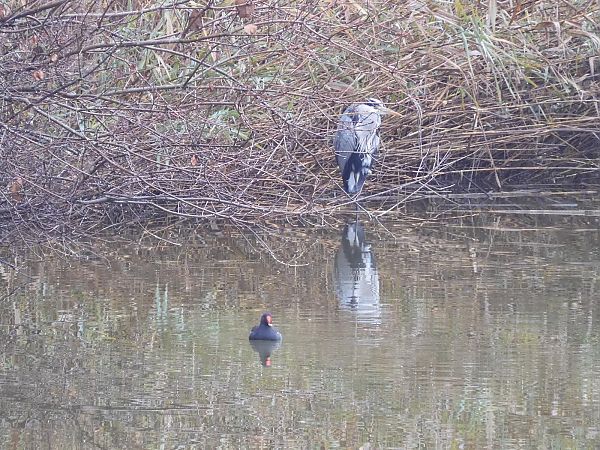 Airone cenerino  - Maria Rita Gelso