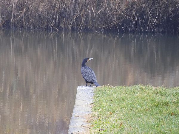 Cormorano  - Maria Rita Gelso