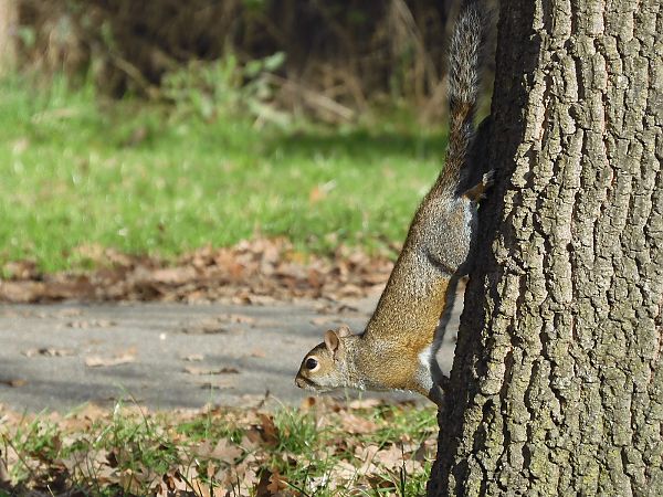 Scoiattolo grigio  - Maria Rita Gelso