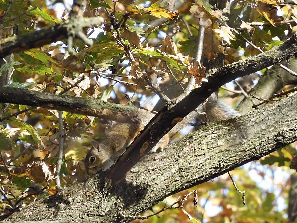 Scoiattolo grigio  - Maria Rita Gelso