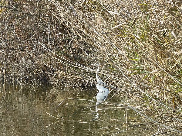 Airone cenerino  - Maria Rita Gelso