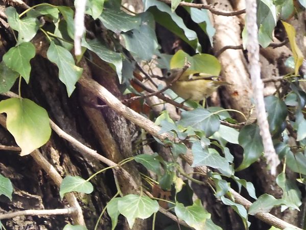 Regolo  - Maria Rita Gelso