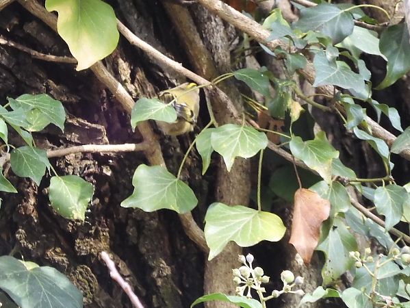 Regolo  - Maria Rita Gelso