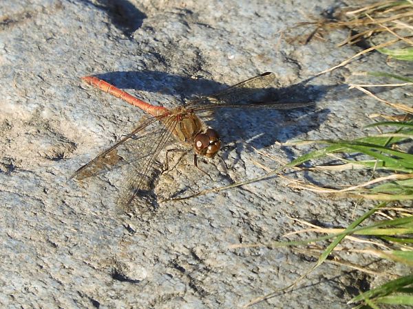 Sympetrum striolatum  - Maria Rita Gelso