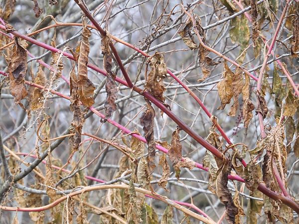 Phytolacca americana  - Maria Rita Gelso
