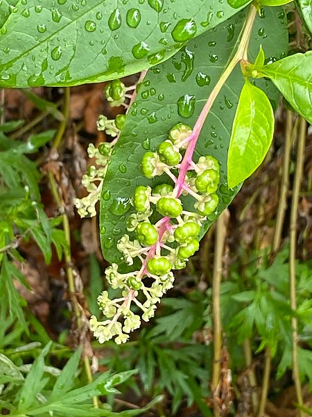 Phytolacca americana  - Maria Rita Gelso