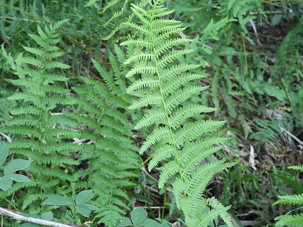 Pteridophyta sp.  - Maria Rita Gelso
