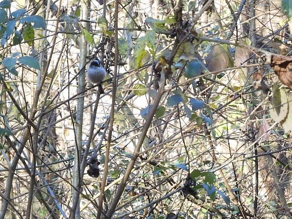 Codibugnolo  - Maria Rita Gelso