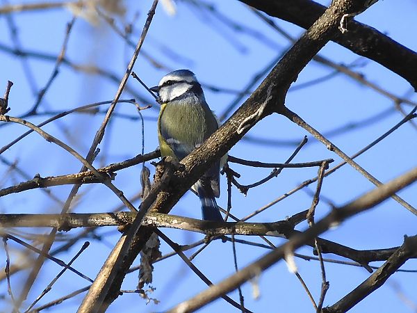 Cinciarella  - Maria Rita Gelso
