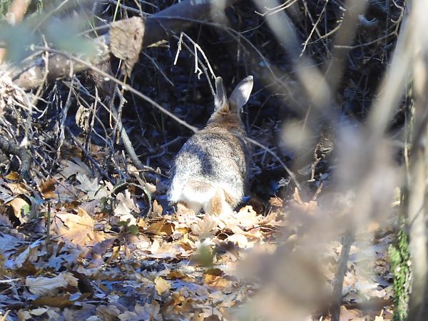 Silvilago  - Maria Rita Gelso