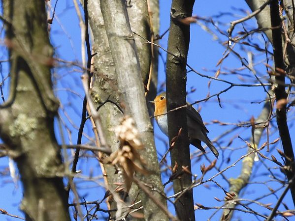 Pettirosso  - Maria Rita Gelso