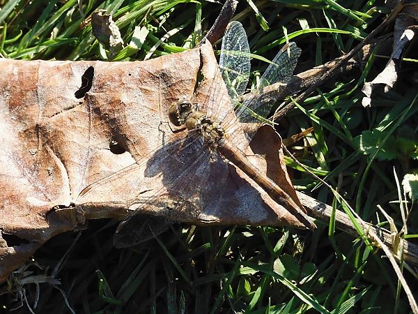 Sympétrum strié  - Maria Rita Gelso