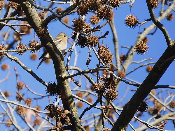 Fringuello  - Maria Rita Gelso