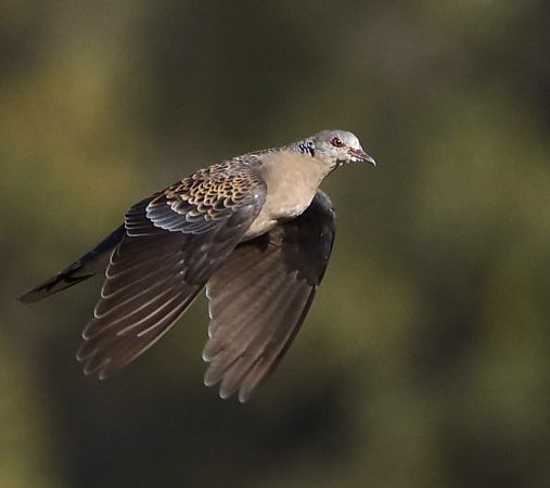 Orientturteltaube  - Anonym