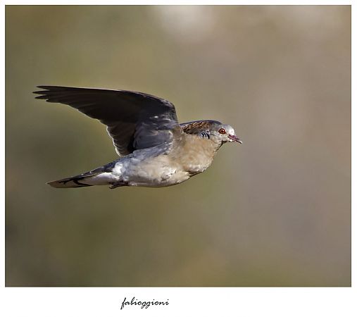 Tortora orientale  - Anonimo