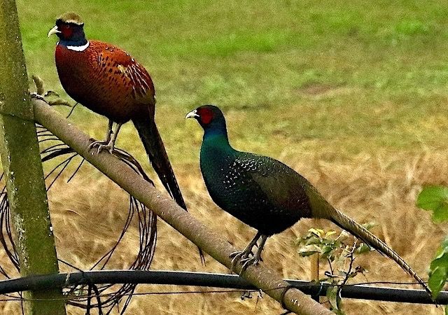 Fagiano comune  - Roberto Zanella