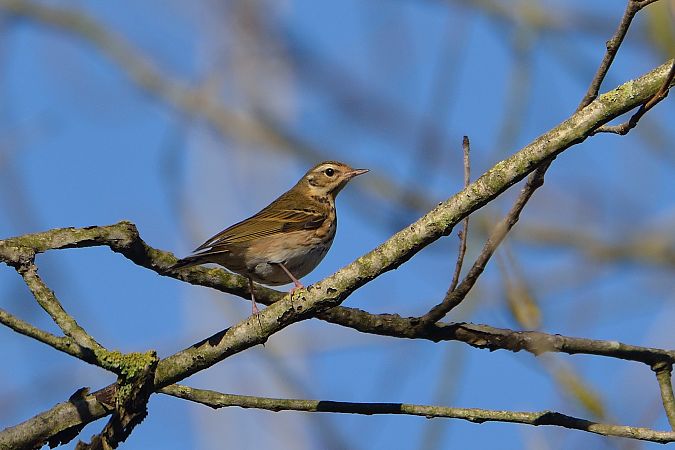 Prispolone indiano  - Alessandro Pavesi
