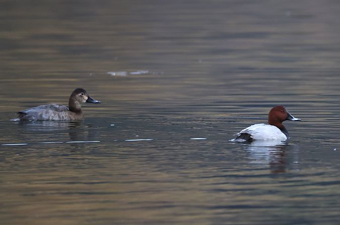 Moriglione  - Horand Maier