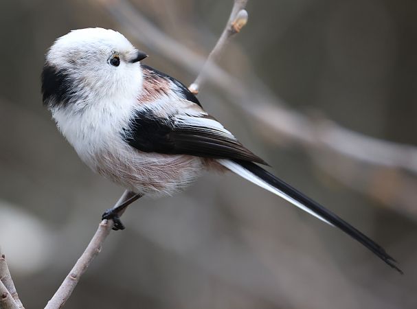 Codibugnolo  - Horand Maier