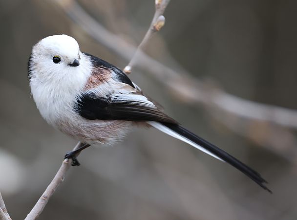 Codibugnolo  - Horand Maier