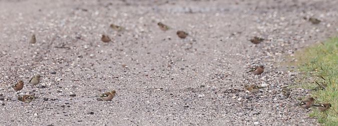 Peppola  - Horand Maier