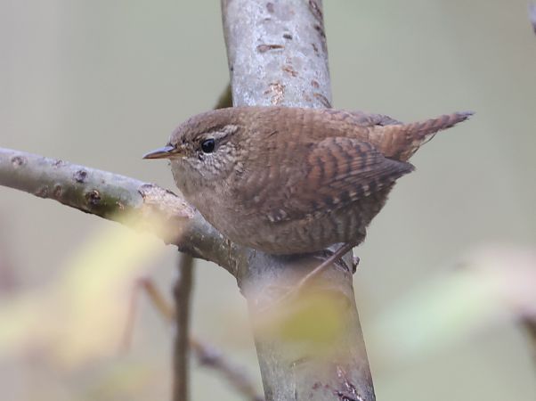 Scricciolo  - Horand Maier