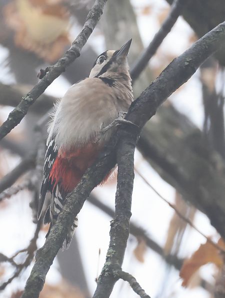 Picchio rosso maggiore  - Horand Maier