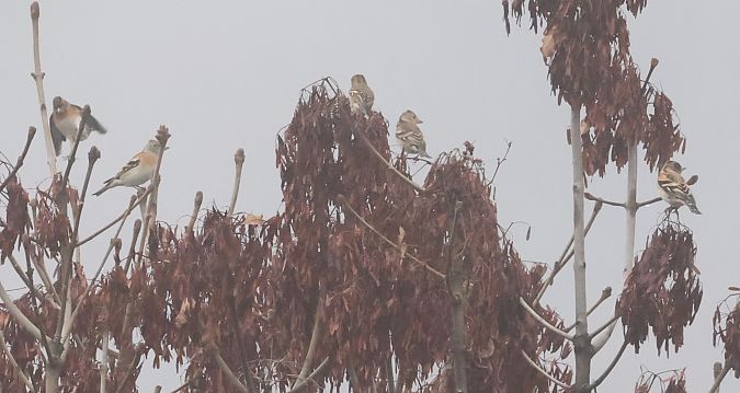 Pinson du Nord  - Horand Maier