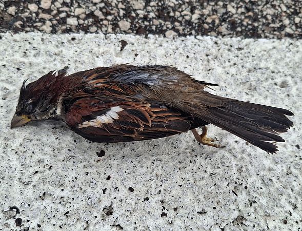 Passera d'Italia  - Horand Maier