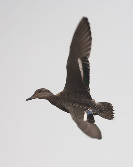 Alzavola  - Horand Maier