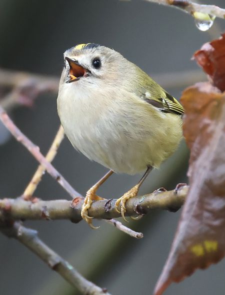 Regolo  - Horand Maier