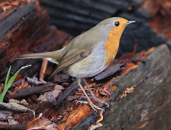 Pettirosso  - Horand Maier