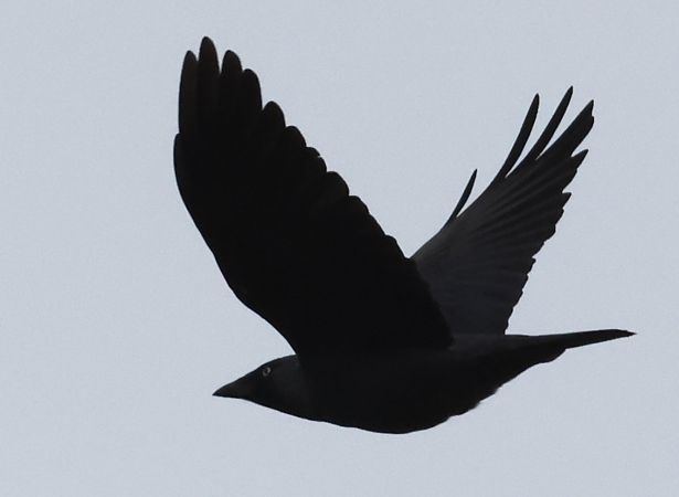 Taccola  - Horand Maier