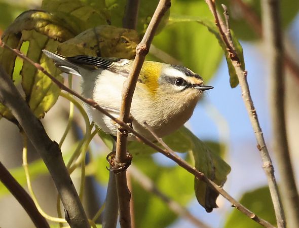 Fiorrancino  - Horand Maier