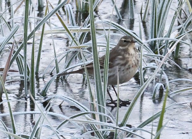 Spioncello  - Horand Maier