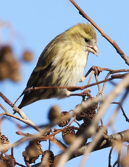 Lucherino  - Horand Maier