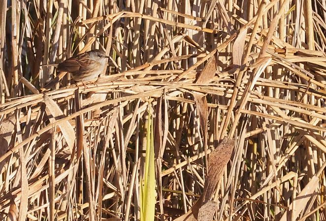 Passera scopaiola  - Horand Maier