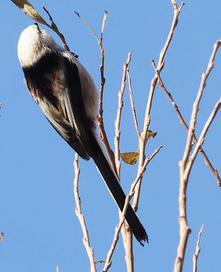 Codibugnolo  - Horand Maier