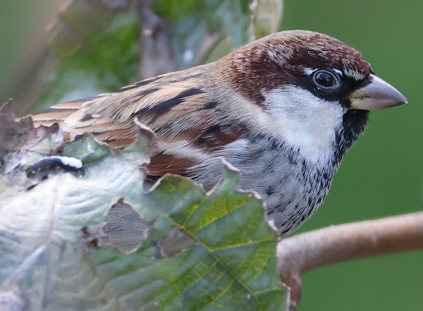 Passera d'Italia  - Horand Maier