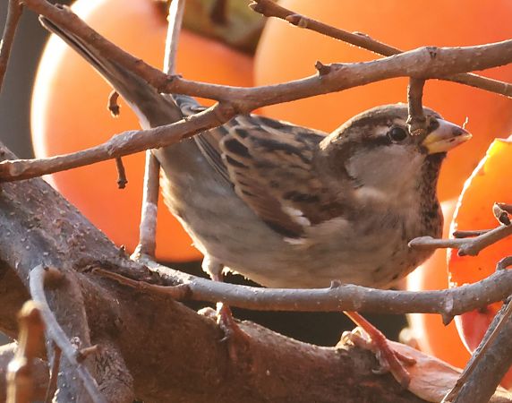 Ibrido Passera d’Italia x europea  - Horand Maier