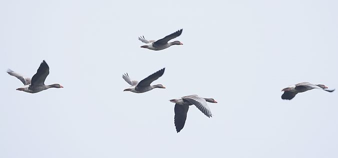 Oche selvatiche occidentali/ orientali  - Horand Maier