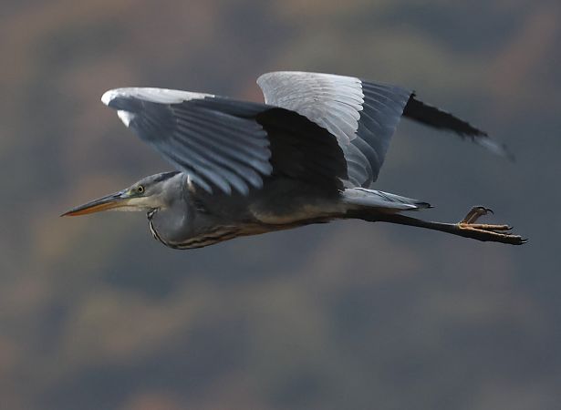 Airone cenerino  - Horand Maier