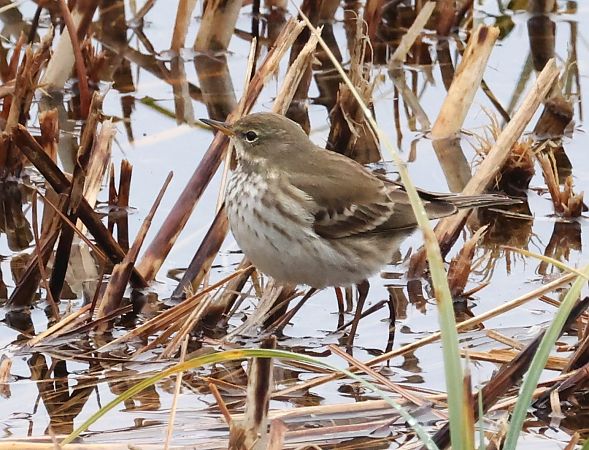 Spioncello  - Horand Maier