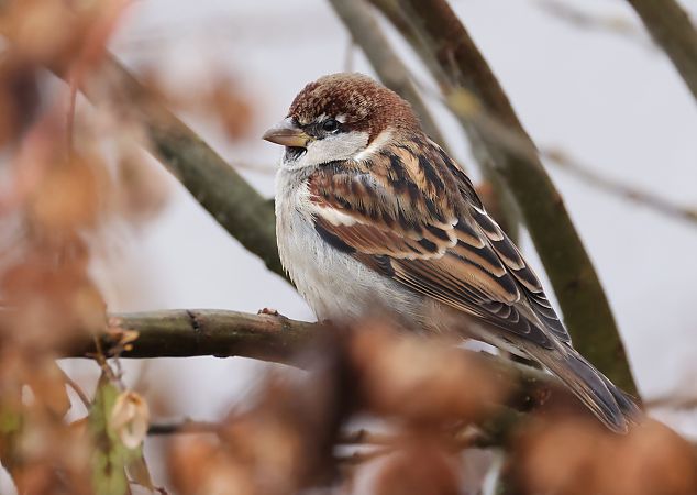 Passera d'Italia  - Horand Maier